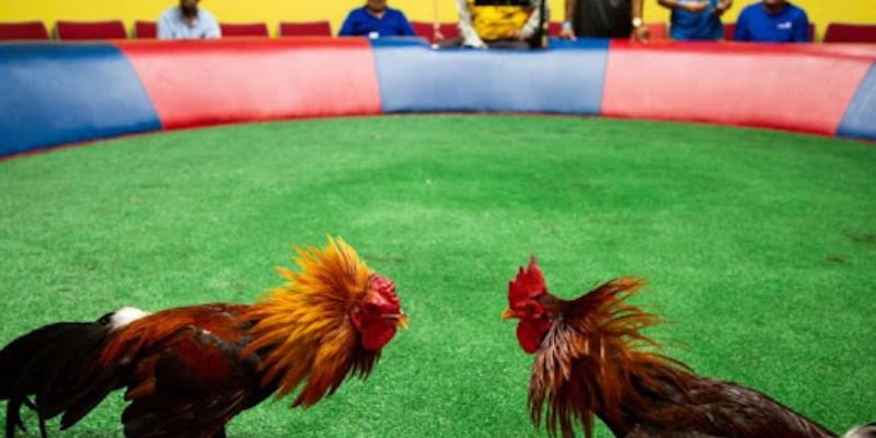 gioi-thieu-sieu-pham-da-ga-campuchia-sv66