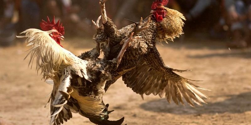 huong-dan-chi-tiet-cach-thuc-tham-gia-da-ga-mang-sv66