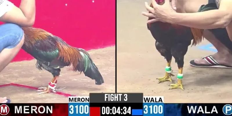 kinh nghiem-choi-da-ga-campuchia-sv66