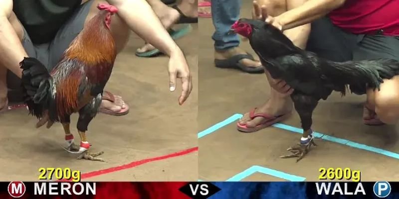 luat-choi-da-ga-campuchia-can-biet