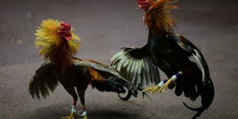 mot-so-bi-quyet-nen-ap-dung-khi-choi-da-ga-mang