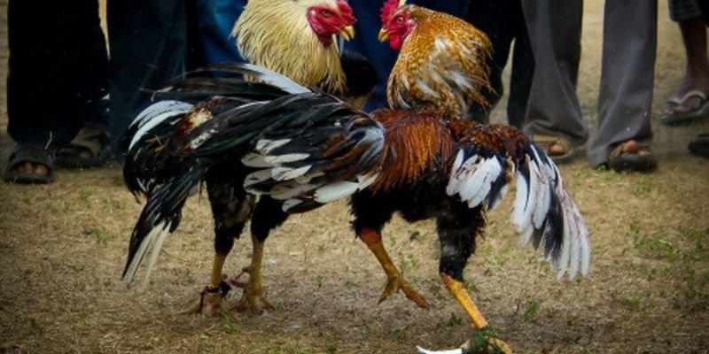 nhung-quyen-loi-danh-cho-hoi-vien-choi-ke-sv66