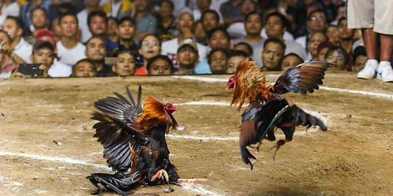 gioi-thieu-the-loai-da-ga-cua-sat