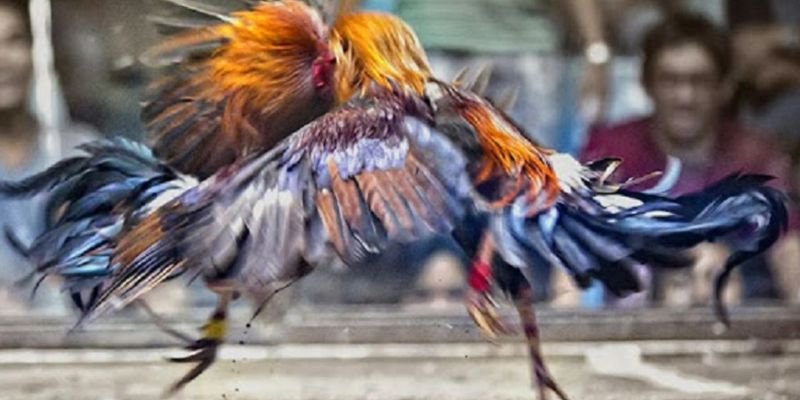 luat-choi-dau-ke-co-ban-ma-nguoi-moi-nen-biet