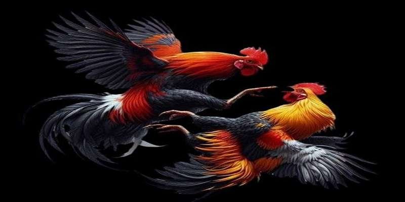 thong-tin-so-luoc-ve-sanh-da-ga-truyen-thong-sv66